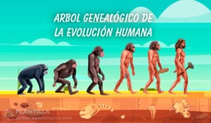 Árbol genealógico Evolución humana